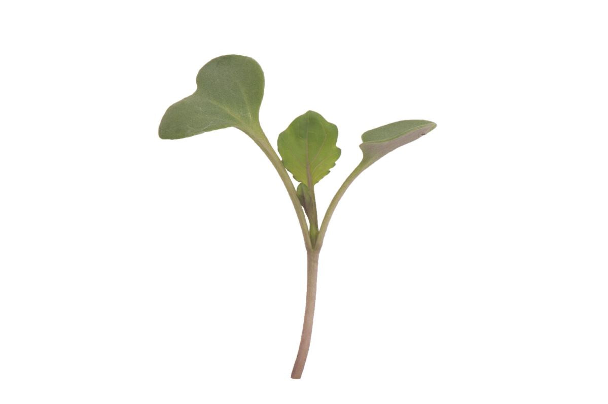 Collard, VATES – Microgreen Seed
